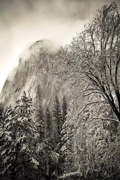 Russ Bishop: El Capitan and black oak in winter, Yosemite National Park, California, USA by Russ Bishop