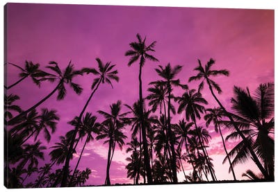 Palm trees at sunset, Pu'uhonua O Honaunau National Historic Park, Kona Coast, Hawaii Canvas Art Print - The Big Island (Island of Hawai'i)