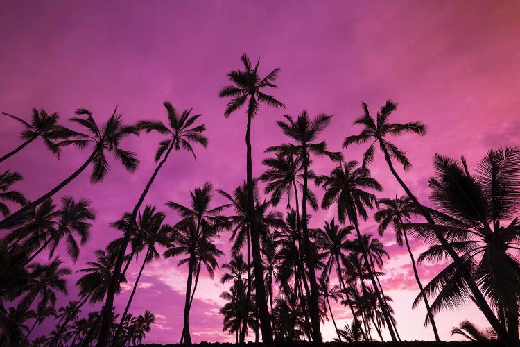 Palm trees at sunset, Pu'uhonua O Honaunau National Historic Park, Kona Coast, Hawaii