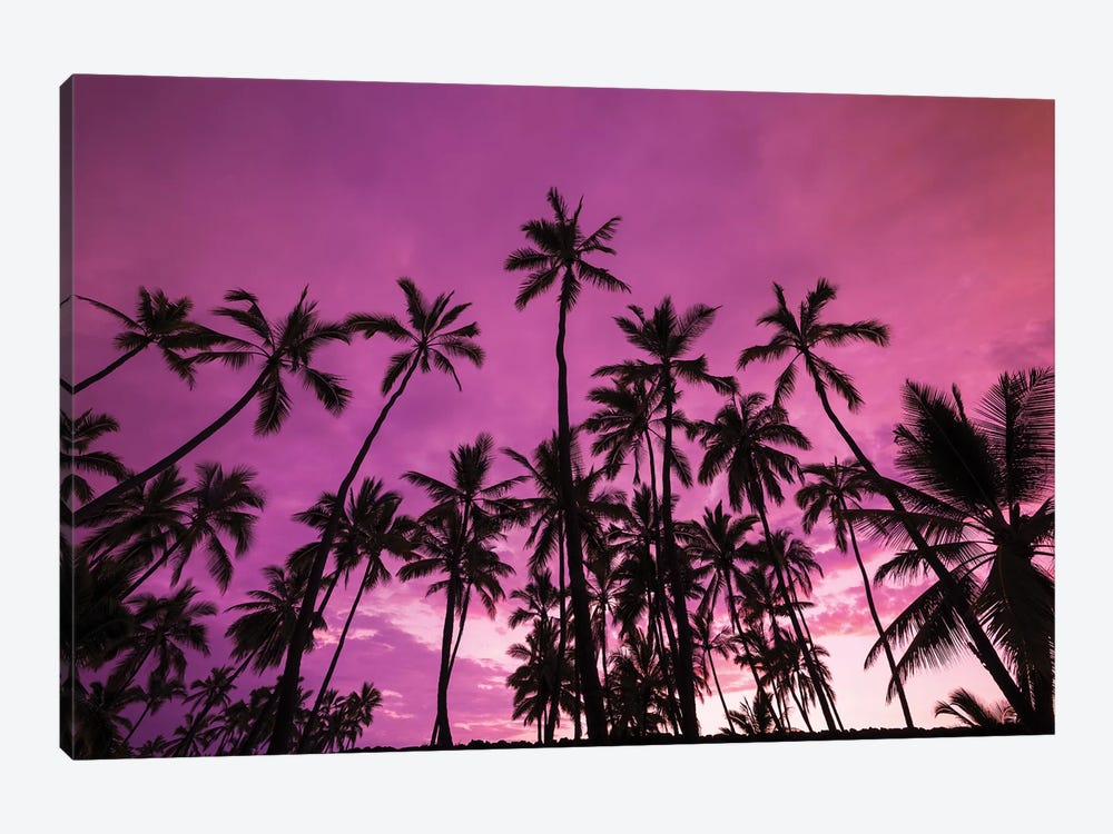 Palm trees at sunset, Pu'uhonua O Honaunau National Historic Park, Kona Coast, Hawaii by Russ Bishop 1-piece Canvas Art