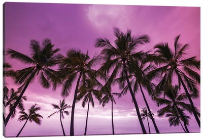 Sunset through palm trees at Pu'uhonua o Honaunau National Historical Park, Kona Coast, Big Island Canvas Art Print - The Big Island (Island of Hawai'i)
