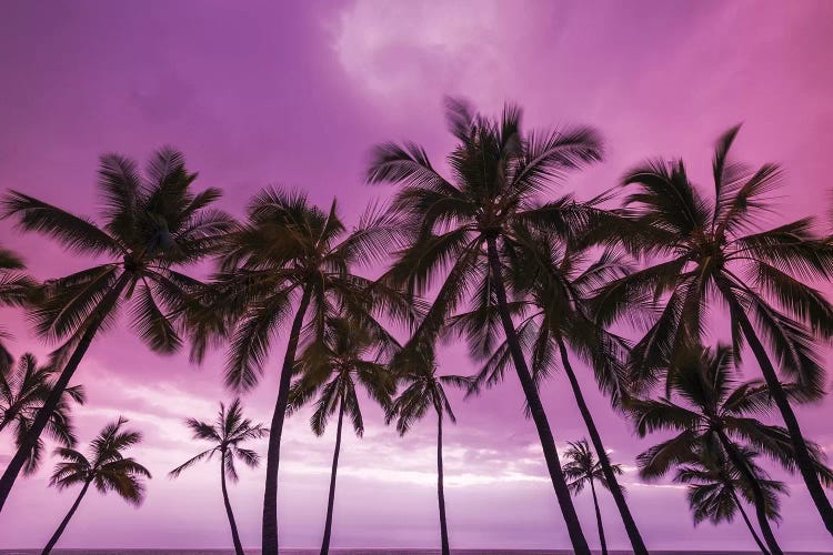 Sunset through palm trees at Pu'uhonua o Honaunau National Historical Park, Kona Coast, Big Island