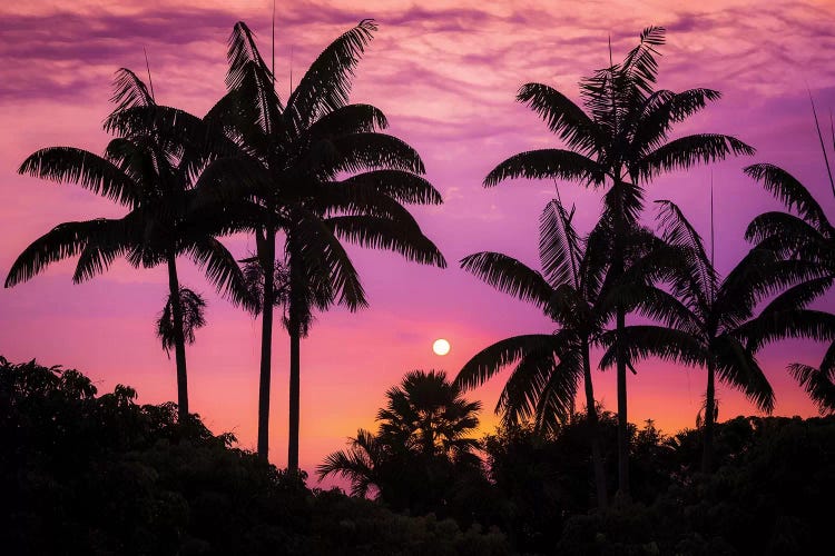 Sunset through silhouetted palm trees, Kona Coast, The Big Island, Hawaii, USA by Russ Bishop wall art