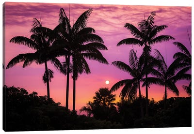 Sunset through silhouetted palm trees, Kona Coast, The Big Island, Hawaii, USA Canvas Art Print - The Big Island (Island of Hawai'i)