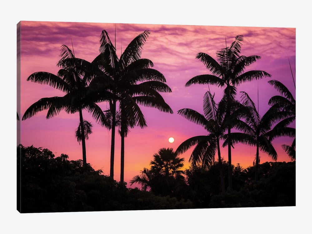 Sunset through silhouetted palm trees, Kona Coast, The Big Island, Hawaii, USA by Russ Bishop 1-piece Canvas Wall Art