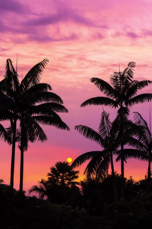 Sunset through silhouetted palm trees, Kona Coast, The Big Island, Hawaii, USA