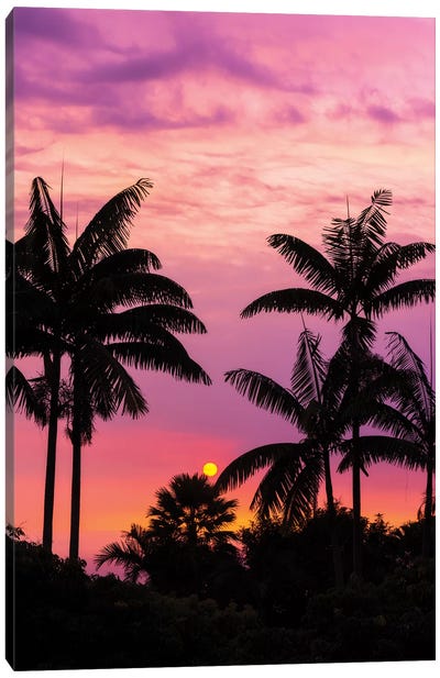 Sunset through silhouetted palm trees, Kona Coast, The Big Island, Hawaii, USA Canvas Art Print