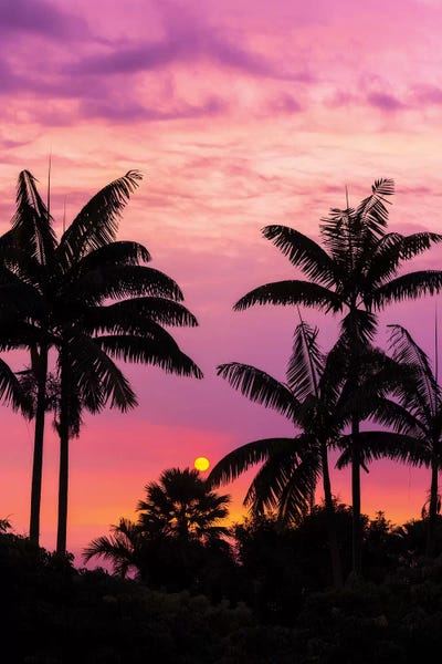 Russ Bishop: Sunset through silhouetted palm trees, Kona Coast, The Big Island, Hawaii, USA by Russ Bishop