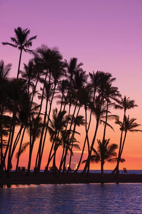 Sunset through silhouetted palms at Anaeho'omalu Bay, Kohala Coast, Big Island, Hawaii, USA