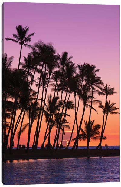 Sunset through silhouetted palms at Anaeho'omalu Bay, Kohala Coast, Big Island, Hawaii, USA Canvas Art Print - The Big Island (Island of Hawai'i)