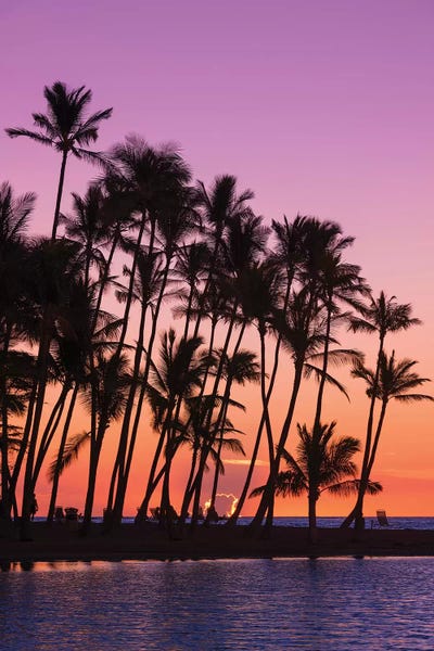 The Big Island (Island Of Hawai'i): Sunset through silhouetted palms at Anaeho'omalu Bay, Kohala Coast, Big Island, Hawaii, USA by Russ Bishop