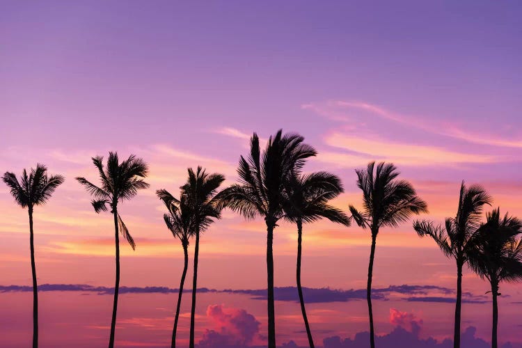 Sunset through silhouetted palms at Anaeho'omalu Bay, Kohala Coast, Big Island, Hawaii, USA