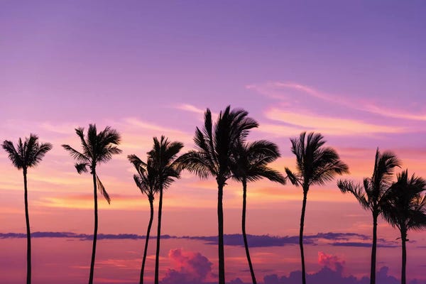 Russ Bishop: Sunset through silhouetted palms at Anaeho'omalu Bay, Kohala Coast, Big Island, Hawaii, USA by Russ Bishop