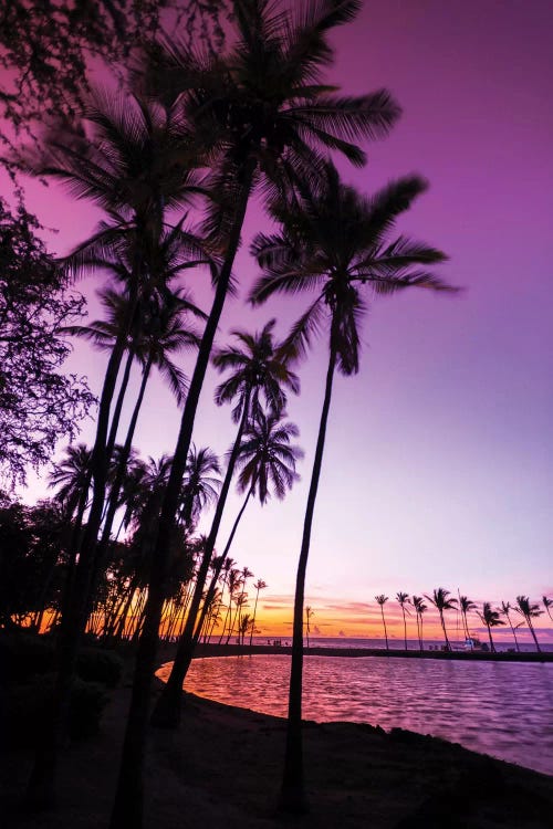 Sunset through silhouetted palms at Anaeho'omalu Bay, Kohala Coast, Big Island, Hawaii, USA