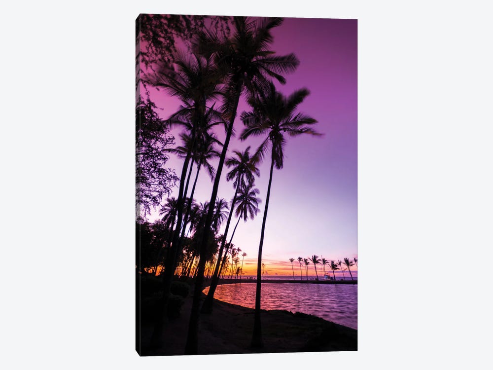 Sunset through silhouetted palms at Anaeho'omalu Bay, Kohala Coast, Big Island, Hawaii, USA by Russ Bishop 1-piece Canvas Wall Art