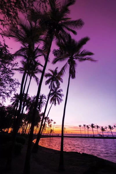 Sunset Through Silhouetted Palms Around The Bend At Anaehoomalu Bay Kohala Coast Big Island Portrait