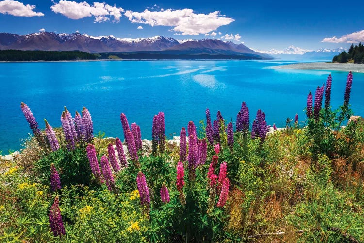 Wildflowers at Lake Pukaki in the Southern Alps, Canterbury, South Island, New Zealand