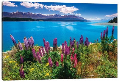Wildflowers at Lake Pukaki in the Southern Alps, Canterbury, South Island, New Zealand Canvas Art Print - New Zealand Art
