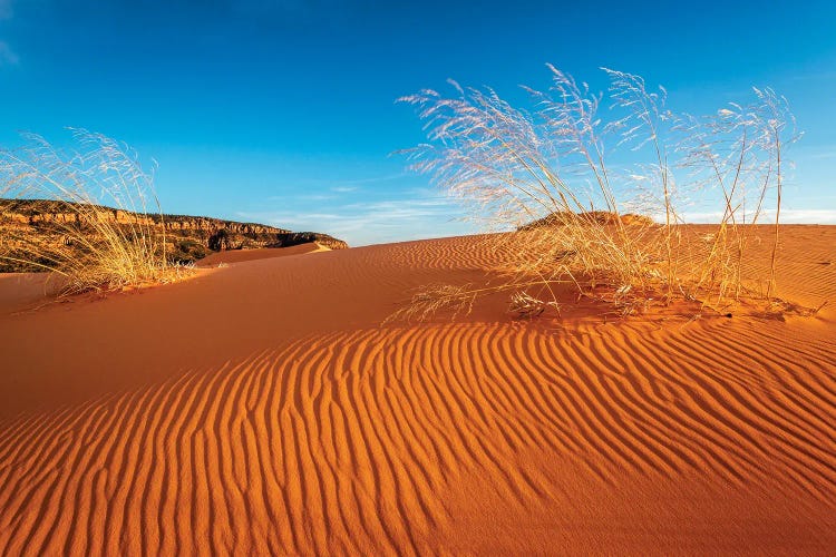 Sand dunes and grass, Coral Pink Sand Dunes State Park, Kane County, Utah, USA.