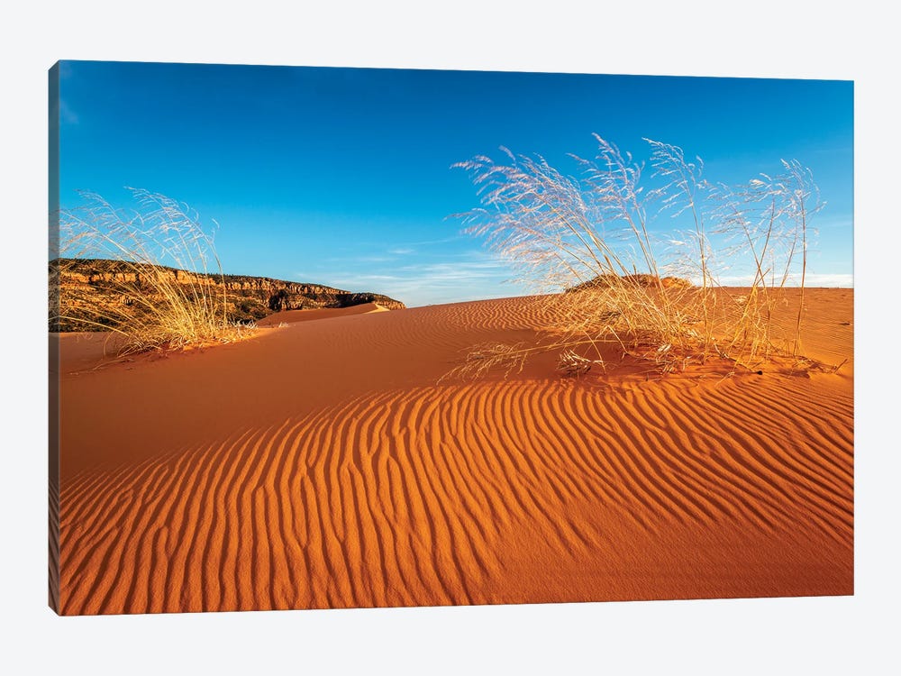 Sand dunes and grass, Coral Pink Sand Dunes State Park, Kane County, Utah, USA. by Russ Bishop 1-piece Canvas Art Print