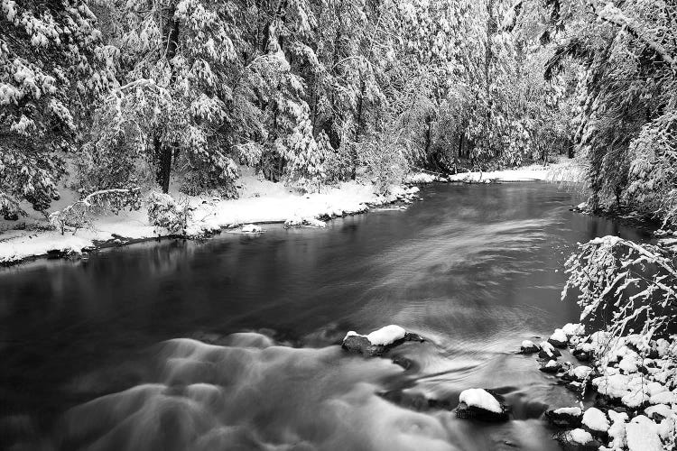 Snow dusted pines along the Merced River, Yosemite National Park, California, USA