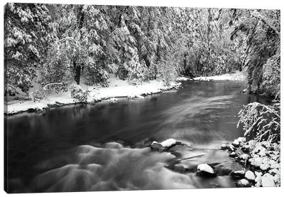 Snow dusted pines along the Merced River, Yosemite National Park, California, USA Canvas Art Print