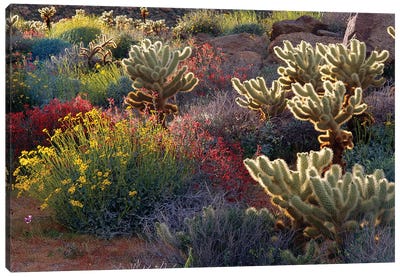 Brittlebush, Jumping Cholla, and Chuparosa in bloom, Anza-Borrego Desert State Park, CA Canvas Art Print
