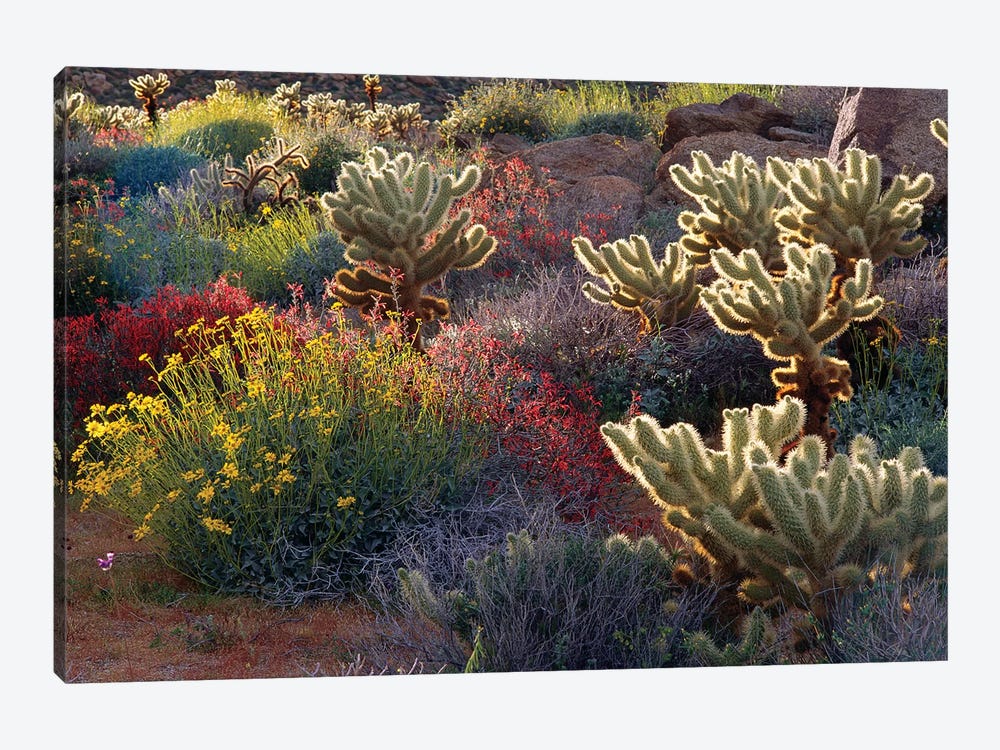 Brittlebush, Jumping Cholla, and Chuparosa in bloom, Anza-Borrego Desert State Park, CA by Russ Bishop 1-piece Canvas Artwork