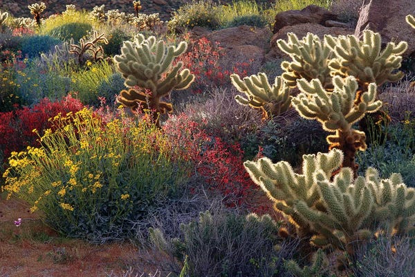 Russ Bishop: Brittlebush, Jumping Cholla, and Chuparosa in bloom, Anza-Borrego Desert State Park, CA by Russ Bishop