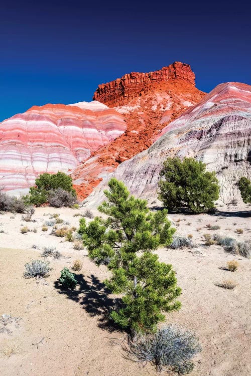 Evening light on the Cockscomb, Grand Staircase-Escalante National Monument, Utah, USA