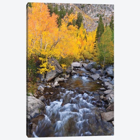 Fall Colors I, Bishop Creek, Inyo National Forest, California, USA Canvas Print #RBS85} by Russ Bishop Canvas Artwork