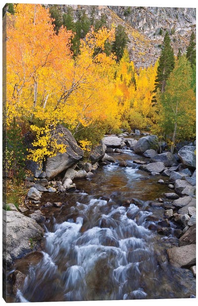 Fall Colors I, Bishop Creek, Inyo National Forest, California, USA Canvas Art Print