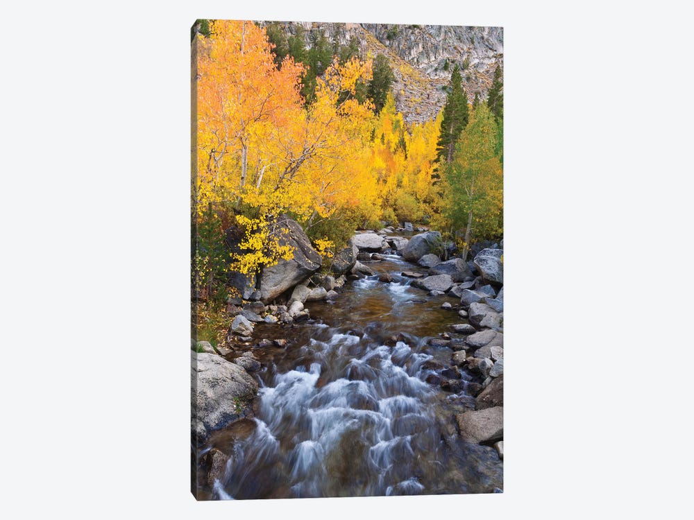 Fall Colors I, Bishop Creek, Inyo National Forest, California, USA by Russ Bishop 1-piece Art Print