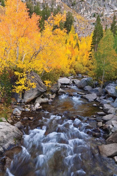 Russ Bishop: Fall Colors I, Bishop Creek, Inyo National Forest, California, USA by Russ Bishop