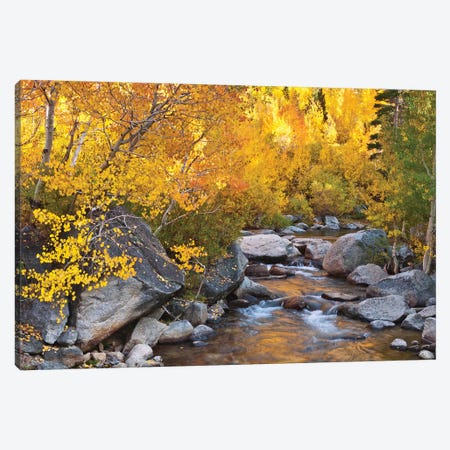 Fall Colors II, Bishop Creek, Inyo National Forest, California, USA Canvas Print #RBS86} by Russ Bishop Canvas Artwork
