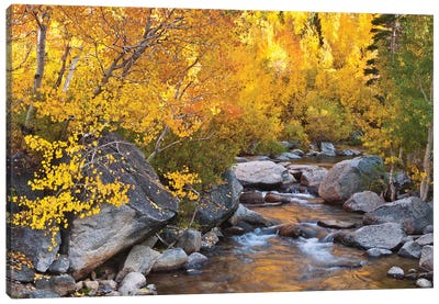 Fall Colors II, Bishop Creek, Inyo National Forest, California, USA Canvas Art Print