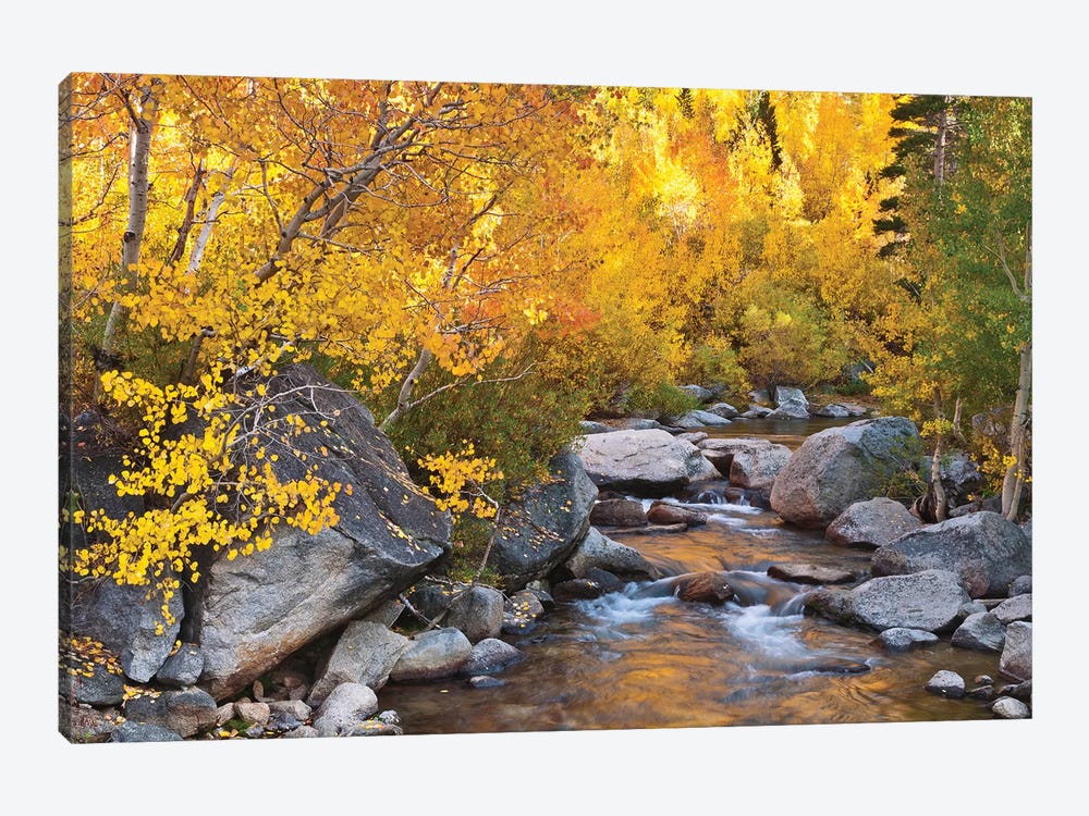 Fall Colors II, Bishop Creek, Inyo National Forest, California, USA by Russ Bishop 1-piece Canvas Wall Art