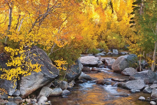 Russ Bishop: Fall Colors II, Bishop Creek, Inyo National Forest, California, USA by Russ Bishop
