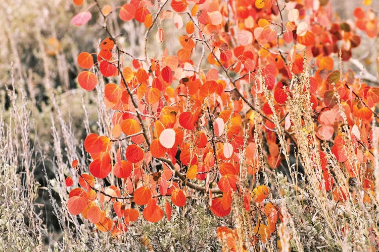 Fall Colors III, Bishop Creek, Inyo National Forest, California, USA