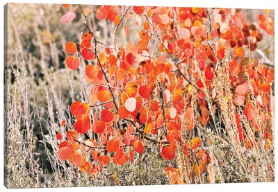 Fall Colors III, Bishop Creek, Inyo National Forest, California, USA Canvas Art Print
