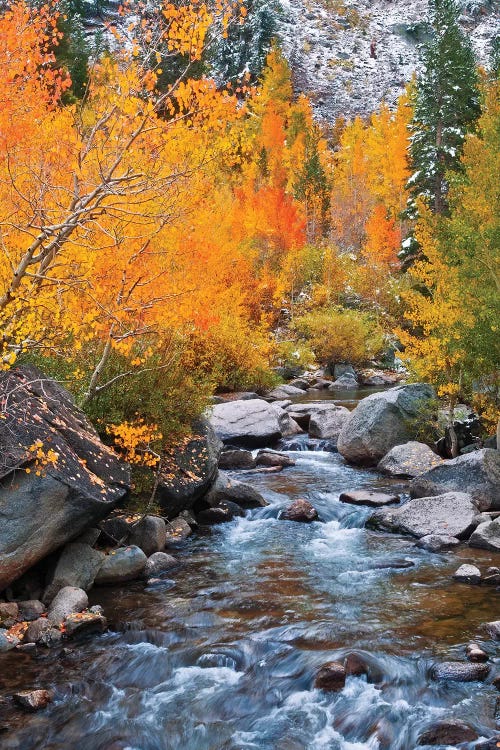 Fall Colors IV, Bishop Creek, Inyo National Forest, California, USA by Russ Bishop wall art