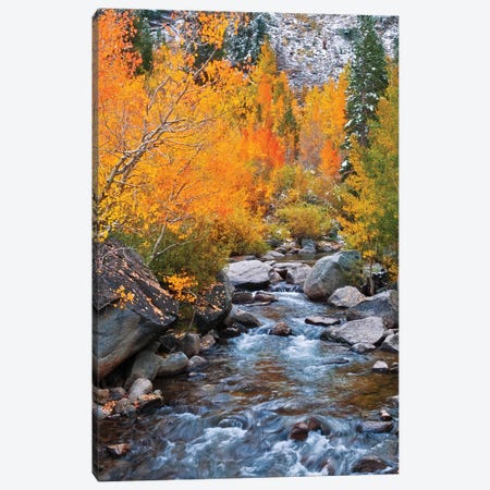 Fall Colors IV, Bishop Creek, Inyo National Forest, California, USA Canvas Print #RBS88} by Russ Bishop Canvas Print
