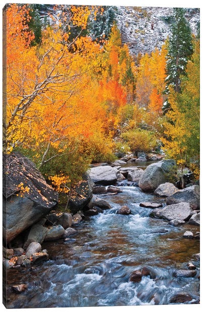 Fall Colors IV, Bishop Creek, Inyo National Forest, California, USA Canvas Art Print