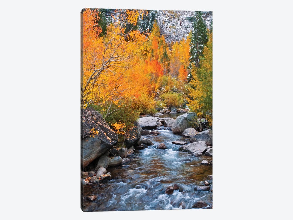 Fall Colors IV, Bishop Creek, Inyo National Forest, California, USA by Russ Bishop 1-piece Canvas Art