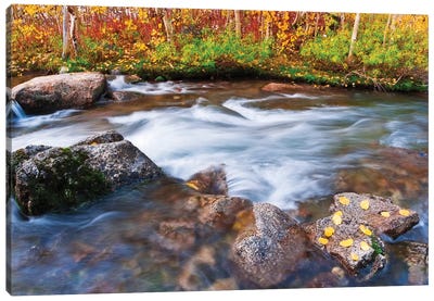 Fall Colors V, Bishop Creek, Inyo National Forest, California, USA Canvas Art Print