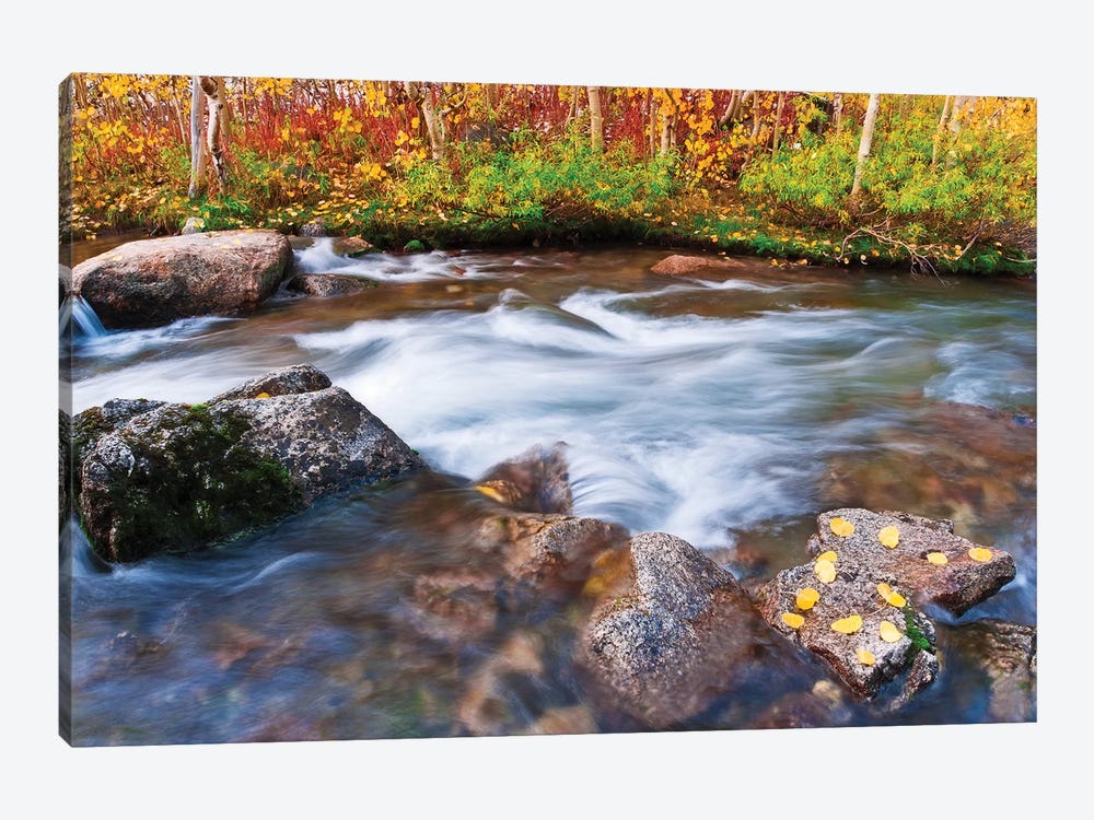 Fall Colors V, Bishop Creek, Inyo National Forest, California, USA by Russ Bishop 1-piece Canvas Print