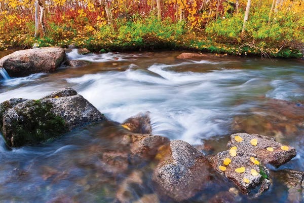 Bishop, California: Fall Colors V, Bishop Creek, Inyo National Forest, California, USA by Russ Bishop