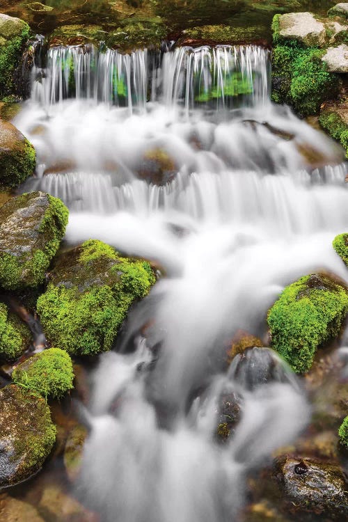 Fern Spring I, Yosemite National Park, California, USA