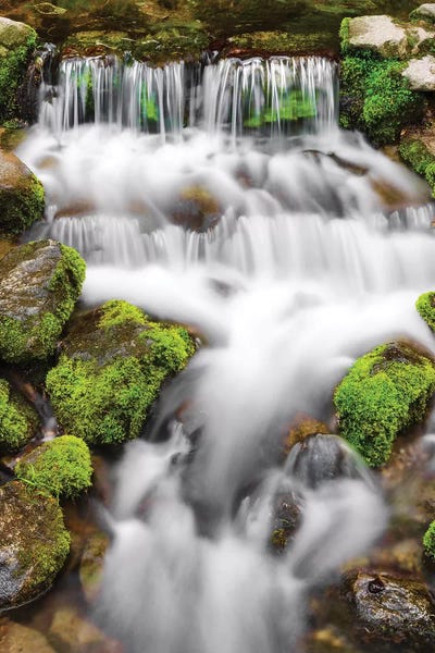 Yosemite National Park: Fern Spring I, Yosemite National Park, California, USA by Russ Bishop