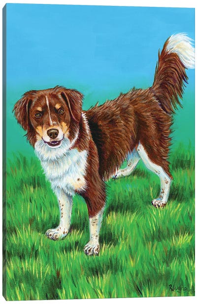Brown And White Dog Canvas Art Print - Australian Shepherd Art